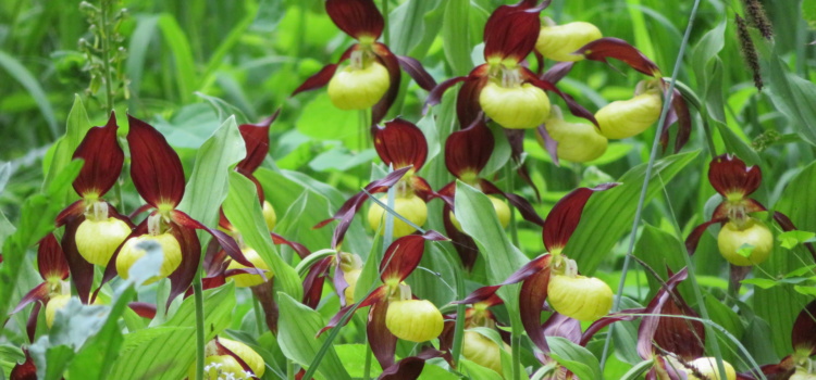 Orchideenblüte im Hegau Orchideenblüte im Hegau